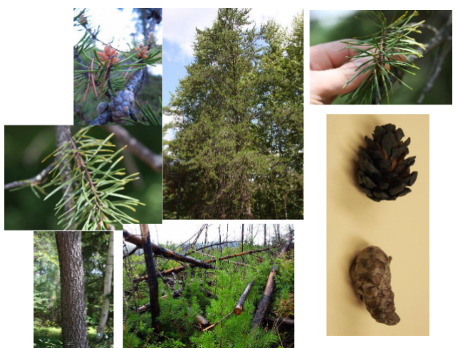 <p><em>Pinus banksiana</em></p>
