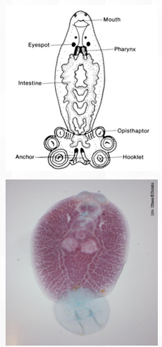<p>Class/Order Monogenoidea</p>