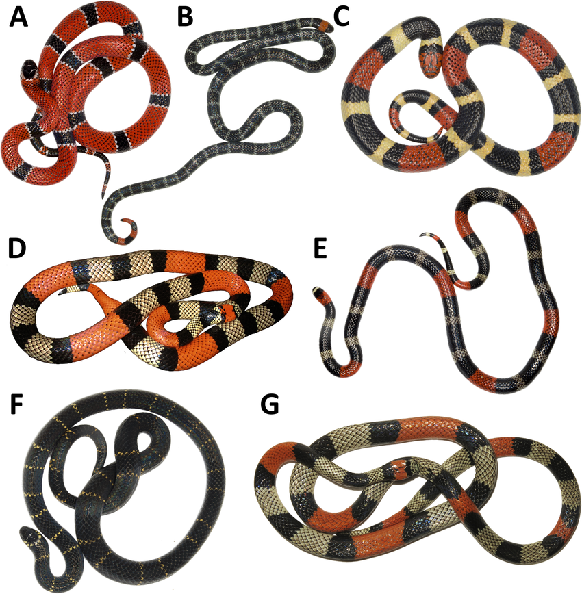 <p>v<span><span>enomous coral snakes</span></span></p>