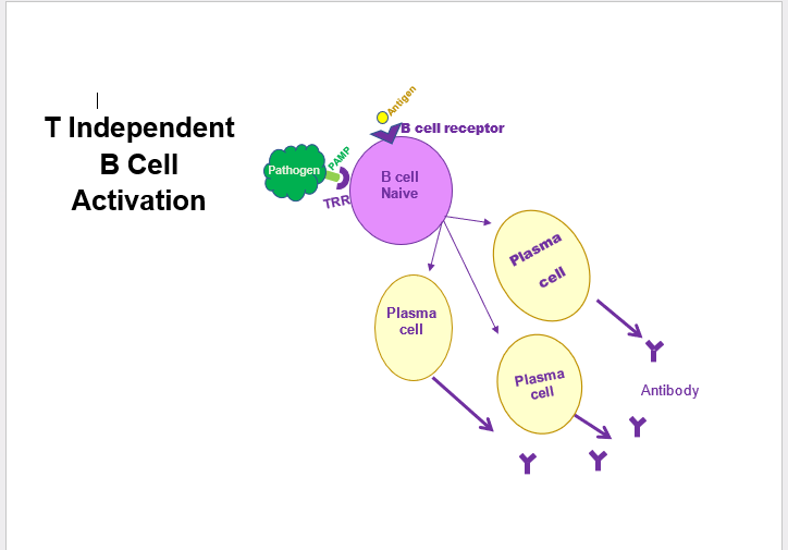 <p>Study the T-independent B cell activation.</p>