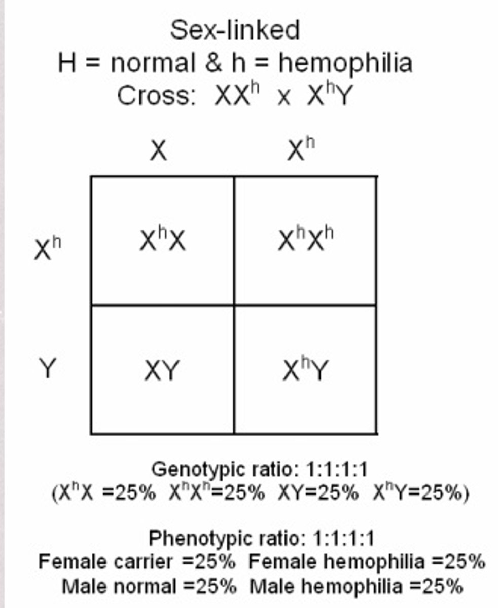<p>pattern of inheritance in which certain characteristics carried on the X chromosome inherited from the mother are transmitted differently to her male and female offspring</p>