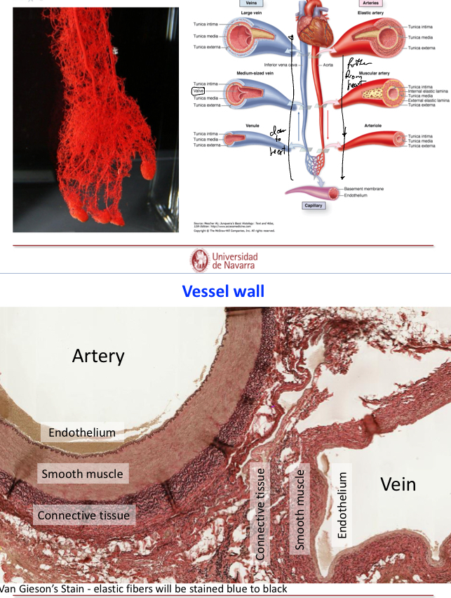 <p>Explain vessels composition</p>