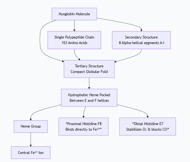 <p>Here is a detailed description and comparison of the structures of myoglobin and hemoglobin, which are fundamental to understanding oxygen transport and storage in vertebrates.</p><p>Overarching Similarity and Difference</p><ul><li><p class="ds-markdown-paragraph"><strong>Similarity:</strong> Both are <strong>heme proteins</strong>. They contain a <strong>protoporphyrin IX ring</strong> with a central <strong>iron atom (Fe²⁺)</strong> that is the actual site of oxygen binding.</p></li><li><p class="ds-markdown-paragraph"><strong>Difference:</strong> Their primary functional difference stems from their structural complexity:</p><ul><li><p class="ds-markdown-paragraph"><strong>Myoglobin</strong> is a monomeric, single-chain protein for <strong>oxygen storage</strong>.</p></li><li><p class="ds-markdown-paragraph"><strong>Hemoglobin</strong> is a tetrameric, four-chain protein for <strong>oxygen transport</strong>.</p></li></ul></li></ul><div data-type="horizontalRule"><hr></div><p>1. Myoglobin (Mb) - The Oxygen Reservoir</p><p class="ds-markdown-paragraph">Myoglobin's structure is optimized for holding onto oxygen tightly and releasing it only when oxygen levels become very low.</p><p>A. Primary Structure</p><ul><li><p class="ds-markdown-paragraph">The sequence is a single, relatively short polypeptide chain of <strong>153 amino acids</strong>.</p></li></ul><p>B. Secondary Structure</p><ul><li><p class="ds-markdown-paragraph">It is composed predominantly of <strong>alpha-helices</strong>. The chain folds into <strong>8 alpha-helical segments</strong> (labeled A through H), connected by short, non-helical segments.</p></li></ul><p>C. Tertiary Structure</p><ul><li><p class="ds-markdown-paragraph">The molecule folds into a compact, globular, three-dimensional structure, often described as a "<strong>muscle globin</strong>" fold.</p></li><li><p class="ds-markdown-paragraph">The <strong>heme group</strong> is nestled in a deep, hydrophobic (water-repellent) pocket or cleft between the E and F helices. This pocket protects the iron from being permanently oxidized to the Fe³⁺ state, which cannot bind O₂.</p></li><li><p class="ds-markdown-paragraph">Key amino acids in the pocket:</p><ul><li><p class="ds-markdown-paragraph"><strong>Proximal Histidine (His F8):</strong> This histidine residue is the 8th amino acid in the F helix. It binds directly to the iron atom from <em>below</em> the heme plane, anchoring the heme to the protein.</p></li><li><p class="ds-markdown-paragraph"><strong>Distal Histidine (His E7):</strong> This histidine residue is the 7th amino acid in the E helix. It sits on the <em>oxygen-binding side</em> of the heme. It does not bind the iron but stabilizes the bound O₂ and prevents the binding of other small molecules like carbon monoxide (CO) as effectively.</p></li></ul></li></ul><figure data-type="blockquoteFigure"><div><blockquote><p class="ds-markdown-paragraph"><strong>In summary, myoglobin is a single polypeptide chain, folded into a compact globular structure with a protected heme pocket, designed for high-affinity oxygen binding.</strong></p></blockquote><figcaption></figcaption></div></figure><p class="ds-markdown-paragraph">The following diagram illustrates the key structural features of the myoglobin molecule:</p><div data-type="horizontalRule"><hr></div><p>2. Hemoglobin (Hb) - The Oxygen Transporter</p><p class="ds-markdown-paragraph">Hemoglobin's structure is a masterpiece of evolution, designed for cooperative oxygen binding and efficient transport. Its quaternary structure is the key to its function.</p><p>A. Primary Structure</p><ul><li><p class="ds-markdown-paragraph">Adult hemoglobin (HbA) is a <strong>tetramer</strong> composed of <strong>four polypeptide chains</strong>: two identical <strong>alpha (α) chains</strong> and two identical <strong>beta (β) chains</strong> (α₂β₂).</p></li><li><p class="ds-markdown-paragraph">Each chain is similar in length and 3D fold to a myoglobin molecule (a testament to a common evolutionary ancestor), but their amino acid sequences are different.</p></li></ul><p>B. Secondary and Tertiary Structure</p><ul><li><p class="ds-markdown-paragraph">Like myoglobin, each individual subunit (α and β) is composed primarily of <strong>alpha-helices</strong> (7 in α, 8 in β) and folds into a similar <strong>globin fold</strong> with a hydrophobic heme pocket.</p></li><li><p class="ds-markdown-paragraph">Each subunit contains its own <strong>proximal and distal histidine</strong> and binds one heme group, meaning one hemoglobin molecule can bind <strong>four O₂ molecules</strong>.</p></li></ul><p>C. Quaternary Structure - The Critical Difference</p><p class="ds-markdown-paragraph">This is the most important level of structure for hemoglobin's function. The four subunits are arranged in a tetrahedral pattern, forming a roughly spherical molecule.</p><ul><li><p class="ds-markdown-paragraph"><strong>Subunit Interactions:</strong> The subunits are held together by extensive non-covalent interactions (salt bridges, hydrogen bonds, van der Waals forces), primarily at the <strong>α₁β₁</strong> and <strong>α₂β₂</strong> interfaces, which are relatively stable.</p></li><li><p class="ds-markdown-paragraph"><strong>The Critical Contact: The α₁β₂ Interface:</strong> The contact between the α₁ chain of one dimer and the β₂ chain of the other dimer is crucial. This interface is <strong>mobile</strong> and changes shape when oxygen binds. This single feature is the structural basis for <strong>cooperativity</strong>.</p></li></ul><div data-type="horizontalRule"><hr></div><p>Structural Basis for Cooperativity: The T and R States</p><p class="ds-markdown-paragraph">Hemoglobin exists in equilibrium between two primary conformational states:</p><p>1. The T (Tense) State</p><ul><li><p class="ds-markdown-paragraph"><strong>Prevalent in Deoxyhemoglobin:</strong> This is the <strong>low-affinity state</strong>.</p></li><li><p class="ds-markdown-paragraph"><strong>Structure:</strong> The subunits are held tightly together by additional <strong>salt bridges</strong> (e.g., between the C-termini of the β chains).</p></li><li><p class="ds-markdown-paragraph"><strong>The Heme:</strong> In the T state, the iron atom is pulled slightly <strong>out of the heme plane</strong> towards the proximal histidine. The heme itself is slightly "domed." This makes it harder for an oxygen molecule to bind.</p></li></ul><p>2. The R (Relaxed) State</p><ul><li><p class="ds-markdown-paragraph"><strong>Prevalent in Oxyhemoglobin:</strong> This is the <strong>high-affinity state</strong>.</p></li><li><p class="ds-markdown-paragraph"><strong>Structure:</strong> Binding of O₂ breaks the stabilizing salt bridges of the T state.</p></li><li><p class="ds-markdown-paragraph"><strong>The Heme:</strong> When O₂ binds to a subunit in the T state, it pulls the iron atom <strong>into the plane of the heme ring</strong>. This small movement (about 0.4 Å) tugs on the proximal histidine, which in turn shifts the position of the entire alpha-helix it's attached to.</p></li></ul><p>3. The Mechanism of Cooperativity</p><ol><li><p class="ds-markdown-paragraph">The shift in the helix at the <strong>α₁β₂ interface</strong> forces the other subunits to change their conformation slightly.</p></li><li><p class="ds-markdown-paragraph">This disrupts the salt bridges and <strong>stabilizes the R state</strong> in the remaining subunits.</p></li><li><p class="ds-markdown-paragraph">The other subunits now have their heme groups in a higher-affinity conformation, making it <strong>easier for the next oxygen molecules to bind</strong>.</p></li></ol><p class="ds-markdown-paragraph">This "molecular breathing" is the reason for hemoglobin's sigmoidal oxygen-binding curve. The binding of one O₂ <em>positively influences</em> the binding of the next.</p><p>Comparison Table</p><table style="min-width: 75px;"><colgroup><col style="min-width: 25px;"><col style="min-width: 25px;"><col style="min-width: 25px;"></colgroup><tbody><tr><th colspan="1" rowspan="1" style="border-bottom: 1.06667px solid rgba(0, 0, 0, 0.12); font: 500 15px / 25px quote-cjk-patch, Inter, system-ui, -apple-system, BlinkMacSystemFont, &quot;Segoe UI&quot;, Roboto, Oxygen, Ubuntu, Cantarell, &quot;Open Sans&quot;, &quot;Helvetica Neue&quot;, sans-serif; border-top: none; padding: 10px 16px 10px 0px; text-align: left;"><p><strong>Feature</strong></p></th><th colspan="1" rowspan="1" style="border-bottom: 1.06667px solid rgba(0, 0, 0, 0.12); font: 500 15px / 25px quote-cjk-patch, Inter, system-ui, -apple-system, BlinkMacSystemFont, &quot;Segoe UI&quot;, Roboto, Oxygen, Ubuntu, Cantarell, &quot;Open Sans&quot;, &quot;Helvetica Neue&quot;, sans-serif; border-top: none; padding: 10px 16px; text-align: left;"><p><strong>Myoglobin</strong></p></th><th colspan="1" rowspan="1" style="border-bottom: 1.06667px solid rgba(0, 0, 0, 0.12); font: 500 15px / 25px quote-cjk-patch, Inter, system-ui, -apple-system, BlinkMacSystemFont, &quot;Segoe UI&quot;, Roboto, Oxygen, Ubuntu, Cantarell, &quot;Open Sans&quot;, &quot;Helvetica Neue&quot;, sans-serif; border-top: none; padding: 10px 16px; text-align: left;"><p><strong>Hemoglobin</strong></p></th></tr><tr><td colspan="1" rowspan="1" style="border-bottom: 1.06667px solid rgba(0, 0, 0, 0.1); font: 400 15px / 25px quote-cjk-patch, Inter, system-ui, -apple-system, BlinkMacSystemFont, &quot;Segoe UI&quot;, Roboto, Oxygen, Ubuntu, Cantarell, &quot;Open Sans&quot;, &quot;Helvetica Neue&quot;, sans-serif; min-width: 100px; max-width: max(30vw, 320px); padding: 10px 16px 10px 0px;"><p><strong>Biological Role</strong></p></td><td colspan="1" rowspan="1" style="border-bottom: 1.06667px solid rgba(0, 0, 0, 0.1); font: 400 15px / 25px quote-cjk-patch, Inter, system-ui, -apple-system, BlinkMacSystemFont, &quot;Segoe UI&quot;, Roboto, Oxygen, Ubuntu, Cantarell, &quot;Open Sans&quot;, &quot;Helvetica Neue&quot;, sans-serif; min-width: 100px; max-width: max(30vw, 320px); padding: 10px 16px;"><p>Oxygen <strong>Storage</strong> in muscle</p></td><td colspan="1" rowspan="1" style="border-bottom: 1.06667px solid rgba(0, 0, 0, 0.1); font: 400 15px / 25px quote-cjk-patch, Inter, system-ui, -apple-system, BlinkMacSystemFont, &quot;Segoe UI&quot;, Roboto, Oxygen, Ubuntu, Cantarell, &quot;Open Sans&quot;, &quot;Helvetica Neue&quot;, sans-serif; min-width: 100px; max-width: max(30vw, 320px); padding: 10px 0px 10px 16px;"><p>Oxygen <strong>Transport</strong> in blood</p></td></tr><tr><td colspan="1" rowspan="1" style="border-bottom: 1.06667px solid rgba(0, 0, 0, 0.1); font: 400 15px / 25px quote-cjk-patch, Inter, system-ui, -apple-system, BlinkMacSystemFont, &quot;Segoe UI&quot;, Roboto, Oxygen, Ubuntu, Cantarell, &quot;Open Sans&quot;, &quot;Helvetica Neue&quot;, sans-serif; min-width: 100px; max-width: max(30vw, 320px); padding: 10px 16px 10px 0px;"><p><strong>Oligomeric State</strong></p></td><td colspan="1" rowspan="1" style="border-bottom: 1.06667px solid rgba(0, 0, 0, 0.1); font: 400 15px / 25px quote-cjk-patch, Inter, system-ui, -apple-system, BlinkMacSystemFont, &quot;Segoe UI&quot;, Roboto, Oxygen, Ubuntu, Cantarell, &quot;Open Sans&quot;, &quot;Helvetica Neue&quot;, sans-serif; min-width: 100px; max-width: max(30vw, 320px); padding: 10px 16px;"><p><strong>Monomer</strong> (single subunit)</p></td><td colspan="1" rowspan="1" style="border-bottom: 1.06667px solid rgba(0, 0, 0, 0.1); font: 400 15px / 25px quote-cjk-patch, Inter, system-ui, -apple-system, BlinkMacSystemFont, &quot;Segoe UI&quot;, Roboto, Oxygen, Ubuntu, Cantarell, &quot;Open Sans&quot;, &quot;Helvetica Neue&quot;, sans-serif; min-width: 100px; max-width: max(30vw, 320px); padding: 10px 0px 10px 16px;"><p><strong>Tetramer</strong> (α₂β₂ - four subunits)</p></td></tr><tr><td colspan="1" rowspan="1" style="border-bottom: 1.06667px solid rgba(0, 0, 0, 0.1); font: 400 15px / 25px quote-cjk-patch, Inter, system-ui, -apple-system, BlinkMacSystemFont, &quot;Segoe UI&quot;, Roboto, Oxygen, Ubuntu, Cantarell, &quot;Open Sans&quot;, &quot;Helvetica Neue&quot;, sans-serif; min-width: 100px; max-width: max(30vw, 320px); padding: 10px 16px 10px 0px;"><p><strong>Number of Heme Groups</strong></p></td><td colspan="1" rowspan="1" style="border-bottom: 1.06667px solid rgba(0, 0, 0, 0.1); font: 400 15px / 25px quote-cjk-patch, Inter, system-ui, -apple-system, BlinkMacSystemFont, &quot;Segoe UI&quot;, Roboto, Oxygen, Ubuntu, Cantarell, &quot;Open Sans&quot;, &quot;Helvetica Neue&quot;, sans-serif; min-width: 100px; max-width: max(30vw, 320px); padding: 10px 16px;"><p>1</p></td><td colspan="1" rowspan="1" style="border-bottom: 1.06667px solid rgba(0, 0, 0, 0.1); font: 400 15px / 25px quote-cjk-patch, Inter, system-ui, -apple-system, BlinkMacSystemFont, &quot;Segoe UI&quot;, Roboto, Oxygen, Ubuntu, Cantarell, &quot;Open Sans&quot;, &quot;Helvetica Neue&quot;, sans-serif; min-width: 100px; max-width: max(30vw, 320px); padding: 10px 0px 10px 16px;"><p>4</p></td></tr><tr><td colspan="1" rowspan="1" style="border-bottom: 1.06667px solid rgba(0, 0, 0, 0.1); font: 400 15px / 25px quote-cjk-patch, Inter, system-ui, -apple-system, BlinkMacSystemFont, &quot;Segoe UI&quot;, Roboto, Oxygen, Ubuntu, Cantarell, &quot;Open Sans&quot;, &quot;Helvetica Neue&quot;, sans-serif; min-width: 100px; max-width: max(30vw, 320px); padding: 10px 16px 10px 0px;"><p><strong>Structure Level</strong></p></td><td colspan="1" rowspan="1" style="border-bottom: 1.06667px solid rgba(0, 0, 0, 0.1); font: 400 15px / 25px quote-cjk-patch, Inter, system-ui, -apple-system, BlinkMacSystemFont, &quot;Segoe UI&quot;, Roboto, Oxygen, Ubuntu, Cantarell, &quot;Open Sans&quot;, &quot;Helvetica Neue&quot;, sans-serif; min-width: 100px; max-width: max(30vw, 320px); padding: 10px 16px;"><p>Up to <strong>Tertiary</strong></p></td><td colspan="1" rowspan="1" style="border-bottom: 1.06667px solid rgba(0, 0, 0, 0.1); font: 400 15px / 25px quote-cjk-patch, Inter, system-ui, -apple-system, BlinkMacSystemFont, &quot;Segoe UI&quot;, Roboto, Oxygen, Ubuntu, Cantarell, &quot;Open Sans&quot;, &quot;Helvetica Neue&quot;, sans-serif; min-width: 100px; max-width: max(30vw, 320px); padding: 10px 0px 10px 16px;"><p>Up to <strong>Quaternary</strong></p></td></tr><tr><td colspan="1" rowspan="1" style="border-bottom: 1.06667px solid rgba(0, 0, 0, 0.1); font: 400 15px / 25px quote-cjk-patch, Inter, system-ui, -apple-system, BlinkMacSystemFont, &quot;Segoe UI&quot;, Roboto, Oxygen, Ubuntu, Cantarell, &quot;Open Sans&quot;, &quot;Helvetica Neue&quot;, sans-serif; min-width: 100px; max-width: max(30vw, 320px); padding: 10px 16px 10px 0px;"><p><strong>O₂ Binding Curve</strong></p></td><td colspan="1" rowspan="1" style="border-bottom: 1.06667px solid rgba(0, 0, 0, 0.1); font: 400 15px / 25px quote-cjk-patch, Inter, system-ui, -apple-system, BlinkMacSystemFont, &quot;Segoe UI&quot;, Roboto, Oxygen, Ubuntu, Cantarell, &quot;Open Sans&quot;, &quot;Helvetica Neue&quot;, sans-serif; min-width: 100px; max-width: max(30vw, 320px); padding: 10px 16px;"><p><strong>Hyperbolic</strong> (normal, non-cooperative)</p></td><td colspan="1" rowspan="1" style="border-bottom: 1.06667px solid rgba(0, 0, 0, 0.1); font: 400 15px / 25px quote-cjk-patch, Inter, system-ui, -apple-system, BlinkMacSystemFont, &quot;Segoe UI&quot;, Roboto, Oxygen, Ubuntu, Cantarell, &quot;Open Sans&quot;, &quot;Helvetica Neue&quot;, sans-serif; min-width: 100px; max-width: max(30vw, 320px); padding: 10px 0px 10px 16px;"><p><strong>Sigmoidal</strong> (cooperative)</p></td></tr><tr><td colspan="1" rowspan="1" style="border-bottom: 1.06667px solid rgba(0, 0, 0, 0.1); font: 400 15px / 25px quote-cjk-patch, Inter, system-ui, -apple-system, BlinkMacSystemFont, &quot;Segoe UI&quot;, Roboto, Oxygen, Ubuntu, Cantarell, &quot;Open Sans&quot;, &quot;Helvetica Neue&quot;, sans-serif; min-width: 100px; max-width: max(30vw, 320px); padding: 10px 16px 10px 0px;"><p><strong>O₂ Affinity</strong></p></td><td colspan="1" rowspan="1" style="border-bottom: 1.06667px solid rgba(0, 0, 0, 0.1); font: 400 15px / 25px quote-cjk-patch, Inter, system-ui, -apple-system, BlinkMacSystemFont, &quot;Segoe UI&quot;, Roboto, Oxygen, Ubuntu, Cantarell, &quot;Open Sans&quot;, &quot;Helvetica Neue&quot;, sans-serif; min-width: 100px; max-width: max(30vw, 320px); padding: 10px 16px;"><p>High (binds O₂ tightly even at low pressure)</p></td><td colspan="1" rowspan="1" style="border-bottom: 1.06667px solid rgba(0, 0, 0, 0.1); font: 400 15px / 25px quote-cjk-patch, Inter, system-ui, -apple-system, BlinkMacSystemFont, &quot;Segoe UI&quot;, Roboto, Oxygen, Ubuntu, Cantarell, &quot;Open Sans&quot;, &quot;Helvetica Neue&quot;, sans-serif; min-width: 100px; max-width: max(30vw, 320px); padding: 10px 0px 10px 16px;"><p>Lower (releases O₂ readily at low pressure)</p></td></tr><tr><td colspan="1" rowspan="1" style="border-bottom: 1.06667px solid rgba(0, 0, 0, 0.1); font: 400 15px / 25px quote-cjk-patch, Inter, system-ui, -apple-system, BlinkMacSystemFont, &quot;Segoe UI&quot;, Roboto, Oxygen, Ubuntu, Cantarell, &quot;Open Sans&quot;, &quot;Helvetica Neue&quot;, sans-serif; min-width: 100px; max-width: max(30vw, 320px); padding: 10px 16px 10px 0px;"><p><strong>Key Regulatory Molecule</strong></p></td><td colspan="1" rowspan="1" style="border-bottom: 1.06667px solid rgba(0, 0, 0, 0.1); font: 400 15px / 25px quote-cjk-patch, Inter, system-ui, -apple-system, BlinkMacSystemFont, &quot;Segoe UI&quot;, Roboto, Oxygen, Ubuntu, Cantarell, &quot;Open Sans&quot;, &quot;Helvetica Neue&quot;, sans-serif; min-width: 100px; max-width: max(30vw, 320px); padding: 10px 16px;"><p>None</p></td><td colspan="1" rowspan="1" style="border-bottom: 1.06667px solid rgba(0, 0, 0, 0.1); font: 400 15px / 25px quote-cjk-patch, Inter, system-ui, -apple-system, BlinkMacSystemFont, &quot;Segoe UI&quot;, Roboto, Oxygen, Ubuntu, Cantarell, &quot;Open Sans&quot;, &quot;Helvetica Neue&quot;, sans-serif; min-width: 100px; max-width: max(30vw, 320px); padding: 10px 0px 10px 16px;"><p>2,3-Bisphosphoglycerate (<strong>BPG</strong>), which binds to the T state and stabilizes it, decreasing O₂ affinity.</p></td></tr></tbody></table><p class="ds-markdown-paragraph">In conclusion, myoglobin is a simple storage unit with a stable structure, while hemoglobin is a complex, dynamic molecular machine whose sophisticated quaternary structure allows it to efficiently load oxygen in the lungs and unload it in the tissues.</p>