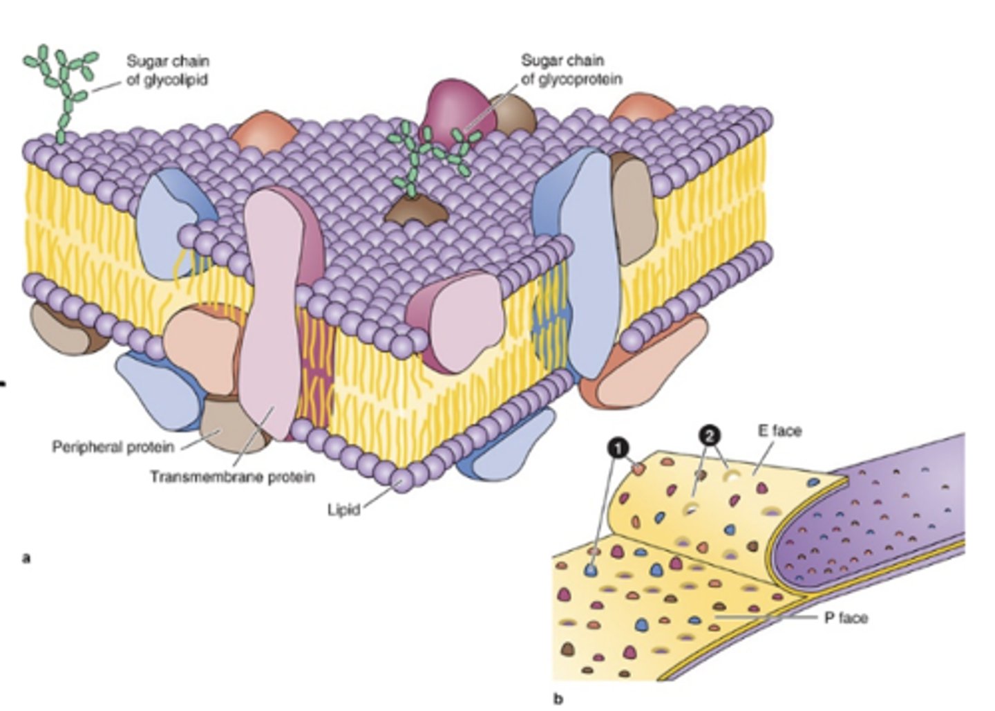 <p>What roles do glycoproteins play in the plasma membrane?</p>
