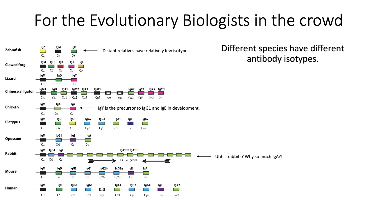 <ul><li><p class="isSelectedEnd"><span>Isotype repertoires vary widely between species (e.g., rabbits have </span><strong><span>13 IgA</span></strong><span> genes).</span></p></li><li><p class="isSelectedEnd"><strong><span>IgY</span></strong><span> in birds is precursor to mammalian </span><strong><span>IgG1 + IgE</span></strong><span>.</span></p></li><li><p class="isSelectedEnd"><span>All mammals have exactly </span><strong><span>one IgE</span></strong><span>, suggesting strong </span><strong><span>selection pressure</span></strong><span>.</span></p></li><li><p><span>Indicates rapid evolution driven by </span><strong><span>host–pathogen interactions</span></strong><span>.</span></p></li></ul><p></p>