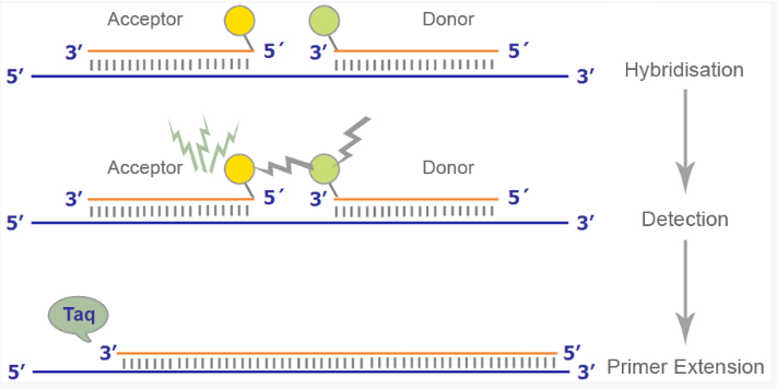 <ul><li><p><span>uses two adjacent hybridization probes:</span></p><ul><li><p>One attached to donor fluorophore (reporter)</p></li><li><p>One attached to accepter fluorophore (quencher)</p></li><li><p>Designed to bind near each other</p></li></ul></li><li><p><span><u>No signal from the acceptor fluorophore without binding near the donor fluorophore on the DNA template</u></span></p></li><li><p><span>When they bind near each other, the donor fluorophore excites the acceptor fluorophore which then emits fluorescence that can be measured</span></p></li></ul><p></p>
