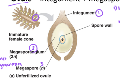 <p>ovule</p>