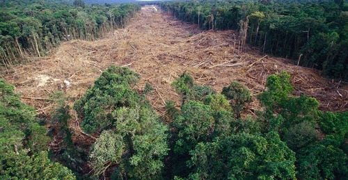 <p>deforestation</p>