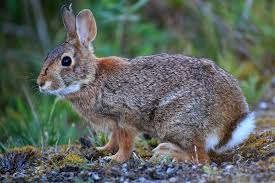<p>Sylvilagus floridanus</p>