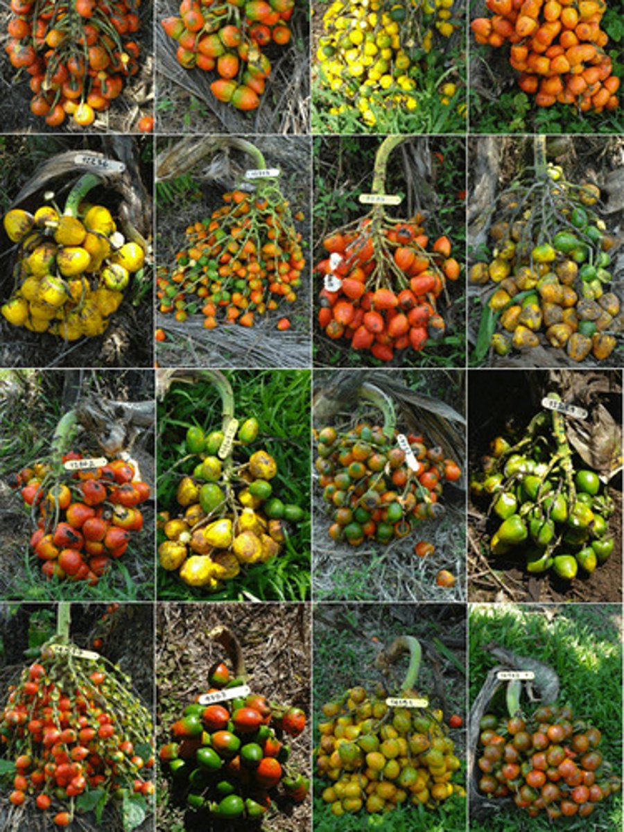 <p>Can refer to the sum total of all different forms of genetic information carried by a particular species, or by all organisms on Earth.</p>