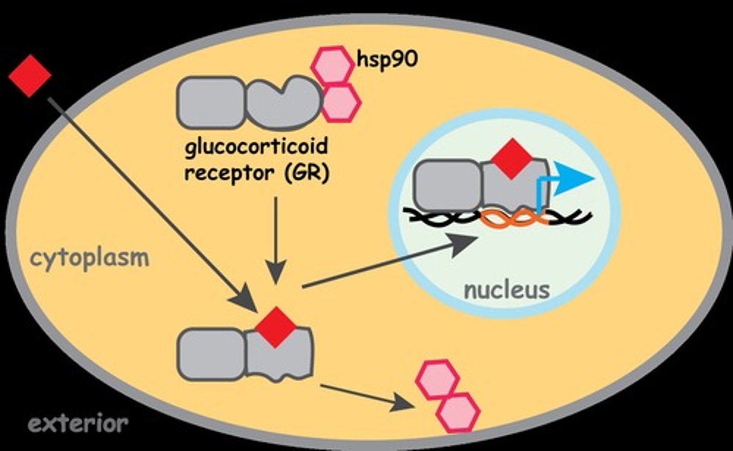 <p>makes the glucocorticoid receptor (GR protein)</p>