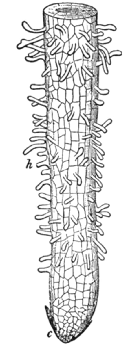 <p>root hairs</p>
