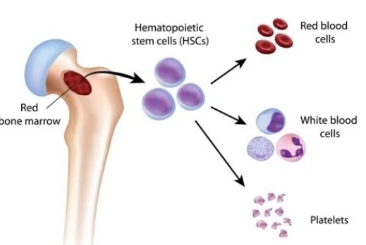 <p> Blood cell formation in red bone marrow </p><p> Hematopoietic stem cells (Hemocytoblasts) </p><p>•       Give rise to all formed elements in blood </p><p>•       Committed cells cannot change</p>