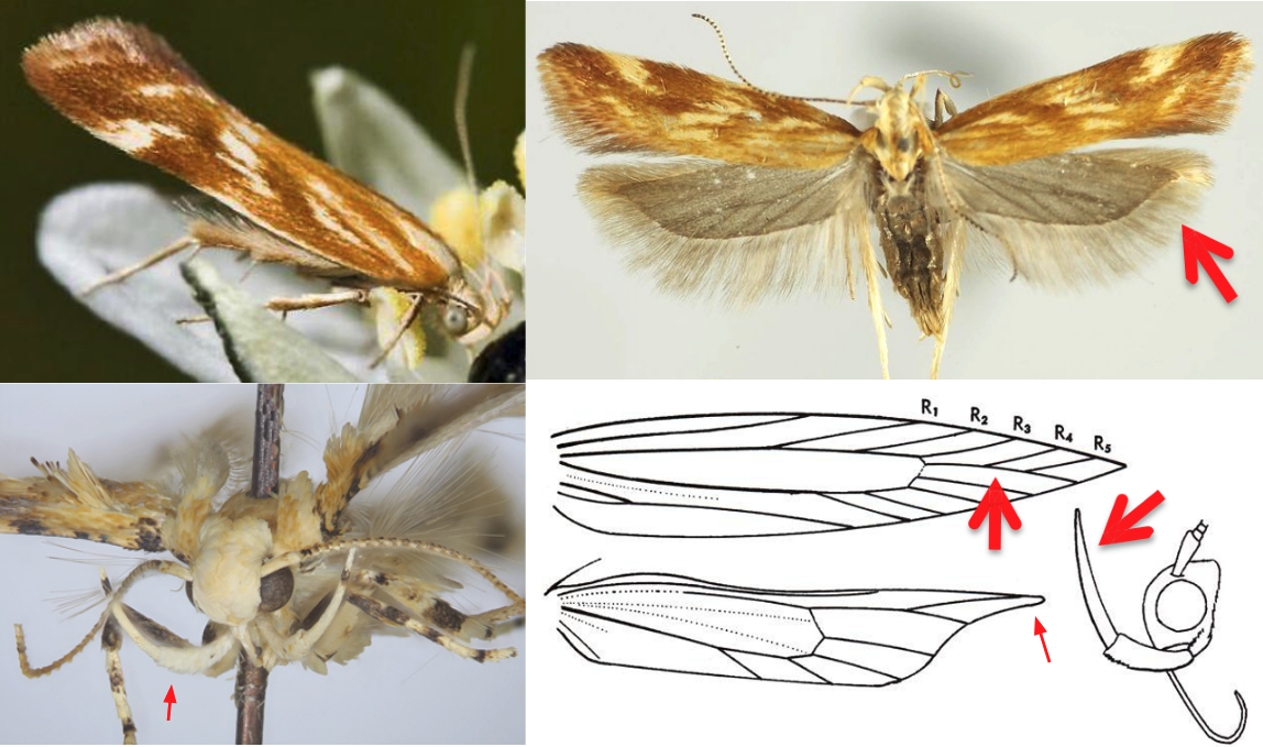 <ul><li><p>Head with smooth scales</p></li><li><p>Proboscis scaled</p></li><li><p>Maxillary palps short, 4-segmented</p></li><li><p><strong><em>Labial palps long,</em></strong> <strong><em>upcurved,</em></strong> 3rd segment elongate and tapering</p></li><li><p>FW with R<sub>4</sub> and R<sub>5</sub> stalked at base and A<sub>1+2</sub> forked at base</p></li><li><p>HW acute ateroapically, end of wing below apex concave</p></li><li><p>Long hairs on tibia</p></li><li><p>Size small to medium (Wingspan 7-25 mm)</p></li></ul><p></p>