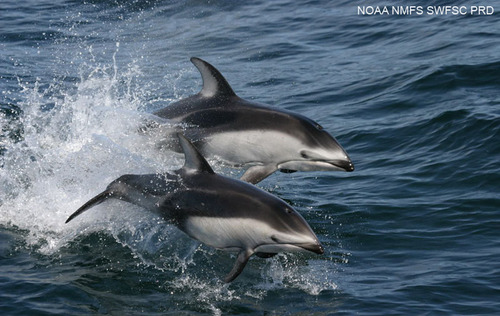 What’s the scientific name of the pacific white-sided dolphin?