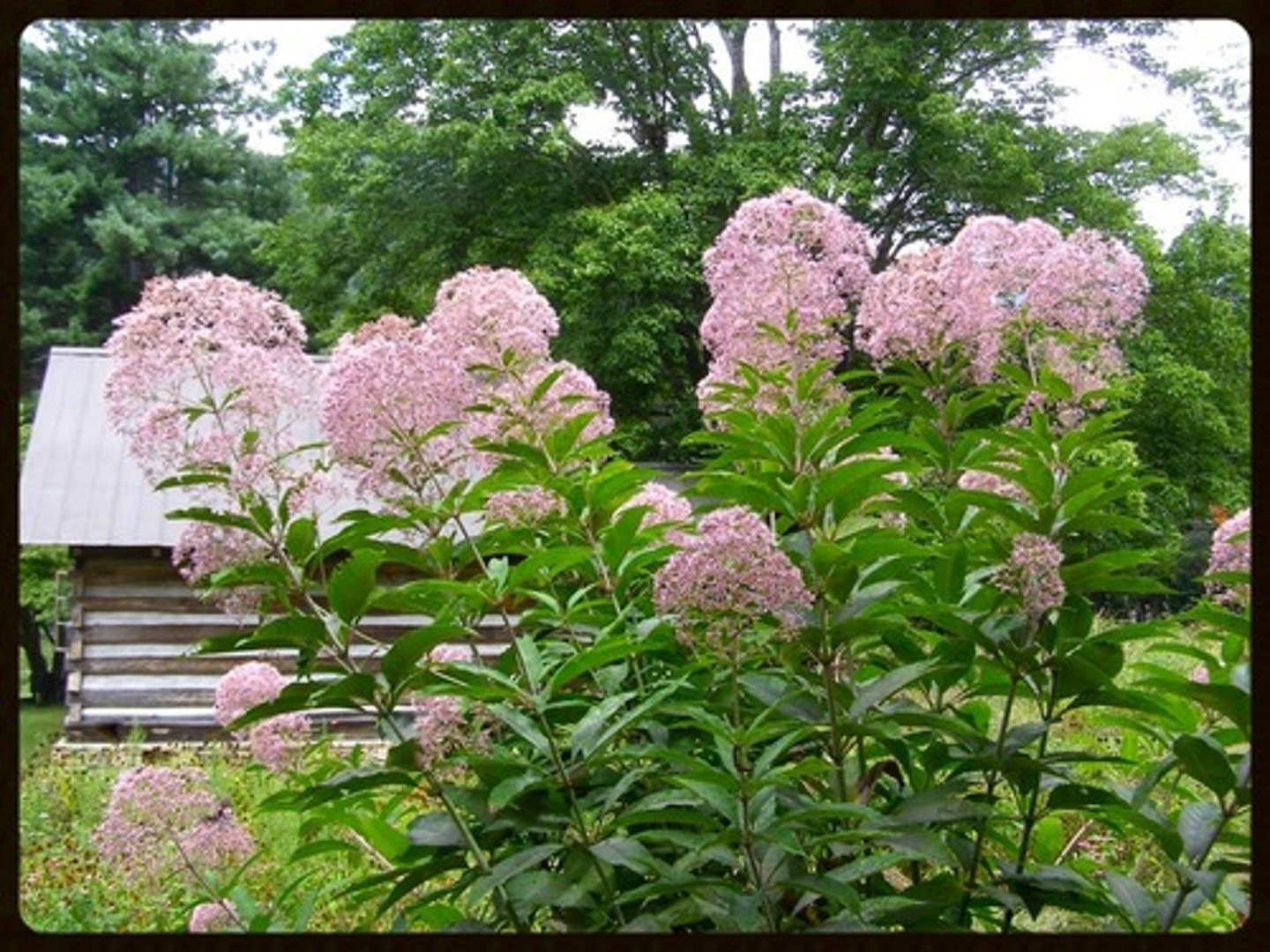 <p>Joe-pye weed</p>