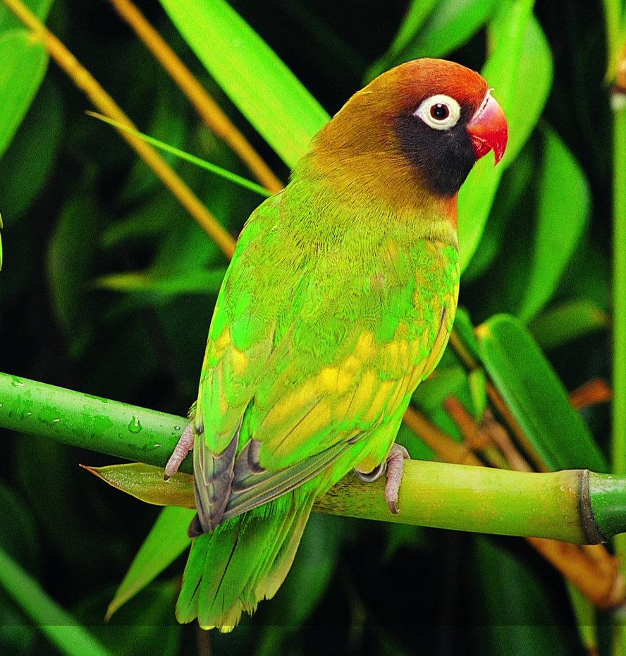 <p><span style="font-family: "Calisto MT";"><span>Ze staan bekend om hun sterke band met hun partner. Vandaar de naam ‘’liefdesvogel’’.</span></span></p>