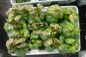 <p><span>Damage to plant tissues caused by freezing temperatures, resulting in blackened or wilted leaves and stems.</span></p>