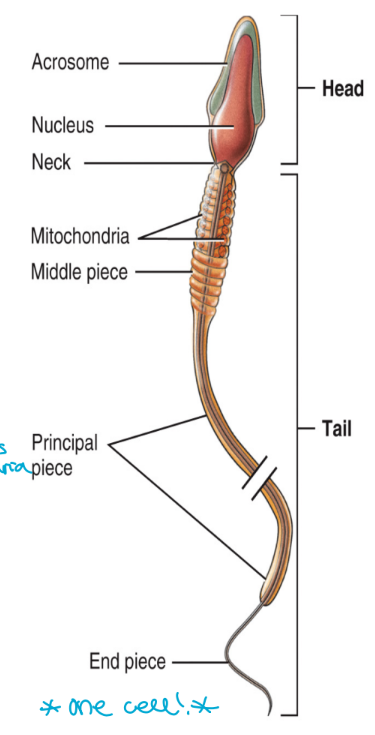 <ol><li><p>head</p><ul><li><p>contains the haploid sperm cell nucleus</p><ul><li><p>23 chromosomes</p></li></ul></li><li><p>also contains the acrosome (like toolkit)</p><ul><li><p>contains enzymes that assist in penetration of the egg during fertilization </p><ul><li><p>helps to digest membrane</p></li></ul></li></ul></li></ul></li><li><p>body</p><ul><li><p>the mid-piece of the sperm</p></li><li><p>contains a large number of mitochondira</p><ul><li><p>produce large quantities of ATP needed for sperm to swim to the egg</p></li><li><p>swim far so need lots of mitochondria</p></li></ul></li></ul></li><li><p>tail</p><ul><li><p>flagellum formed from microtubules (whips to move)</p></li><li><p>propels the sperm forward</p><ul><li><p>eukaryotic organism</p></li></ul></li></ul></li></ol><ul><li><p>one cell</p></li></ul><p></p>