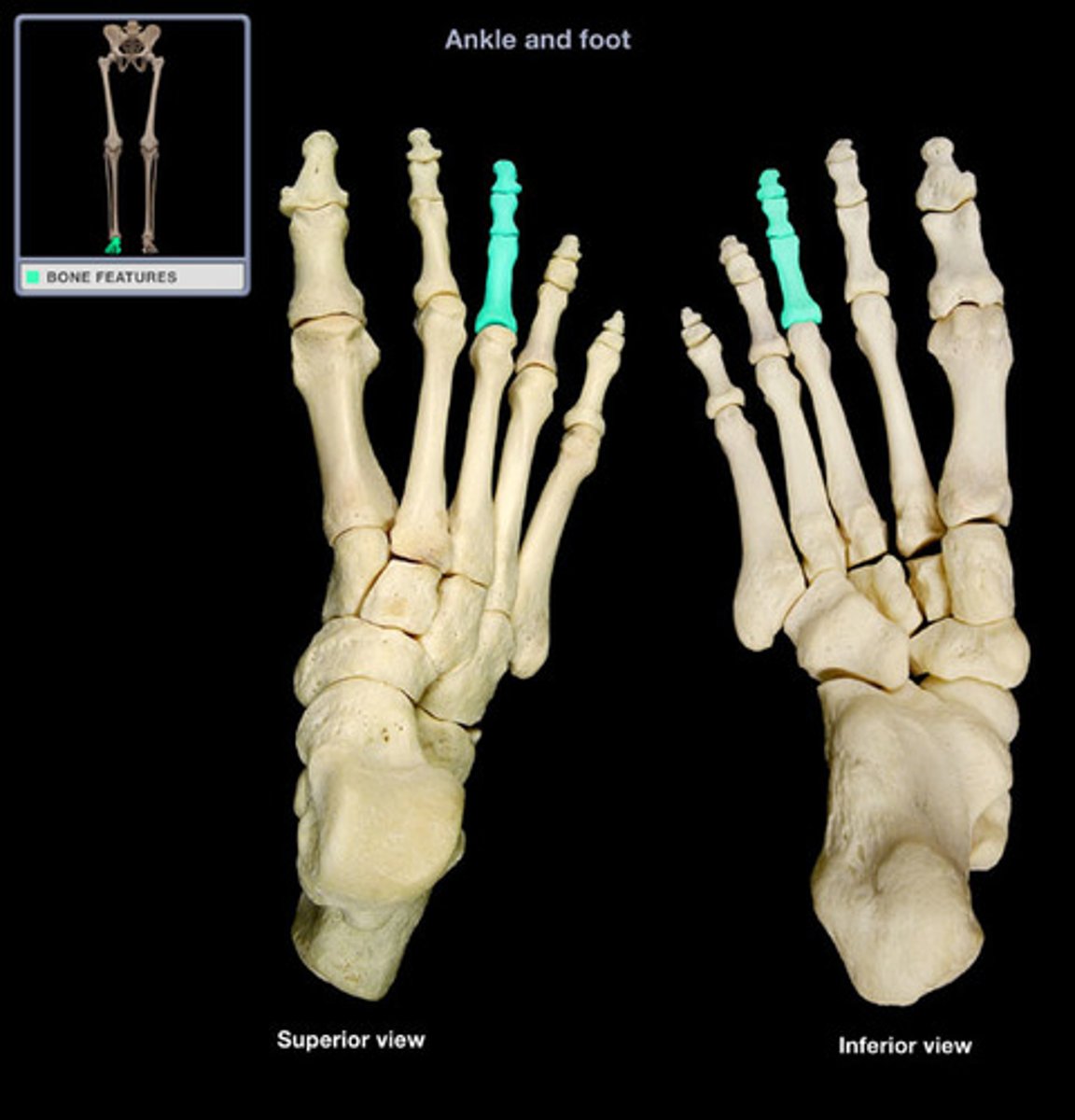 <p>third digit of the foot, third toe.... the "middle" toe</p>