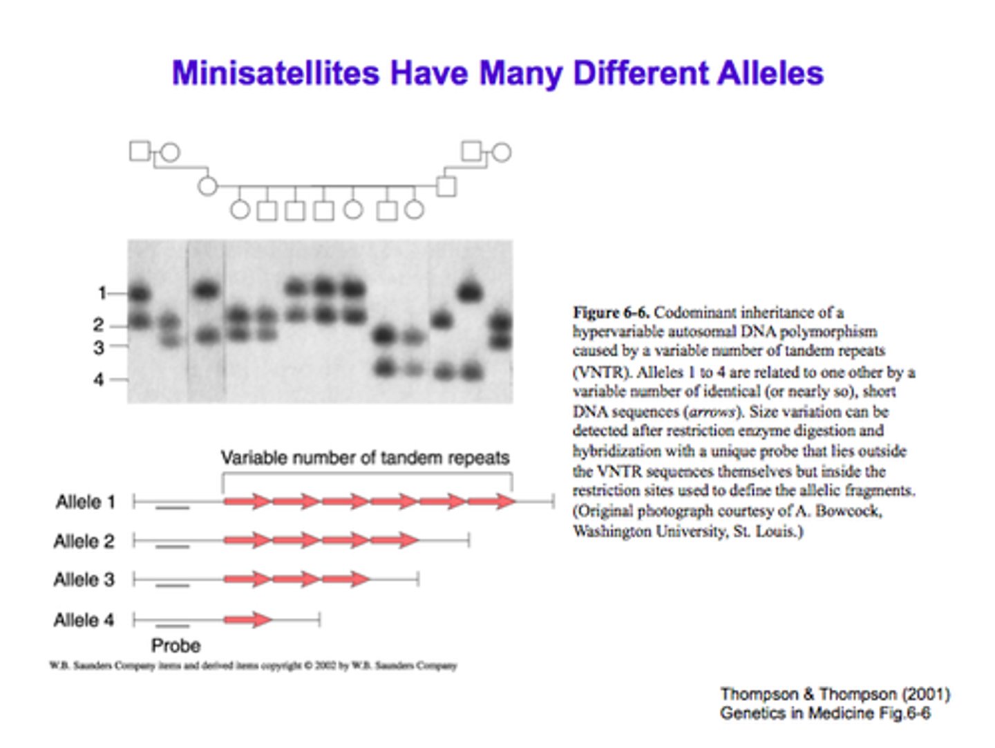 <p>Variable number tandem repeats (VNTRs)</p><p>Detect this polymorphism by RFLP followed by Southern blot</p>