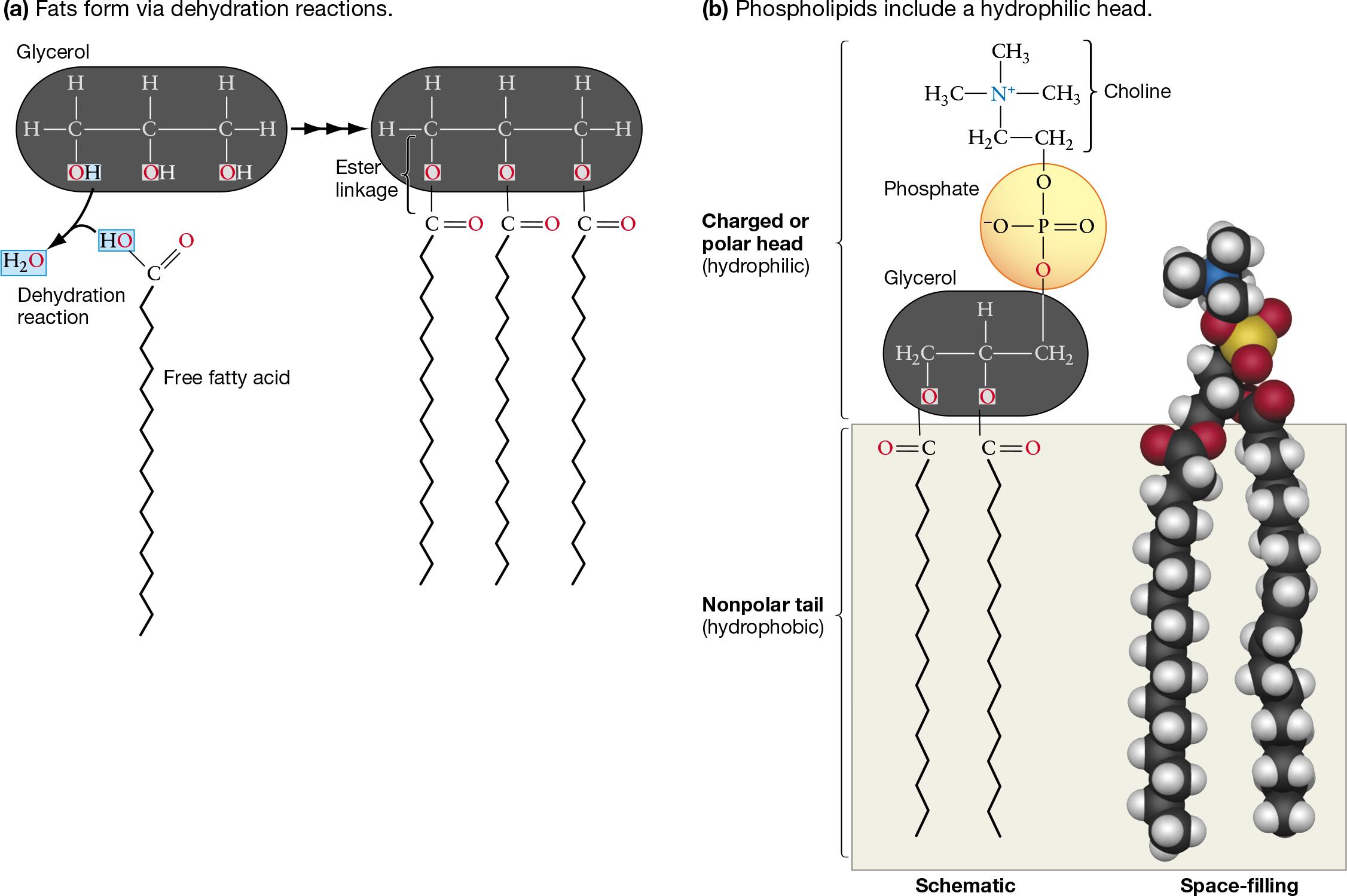 Fats & Phospholipids Differ in the Presence/Absence of a Hydrophilic region