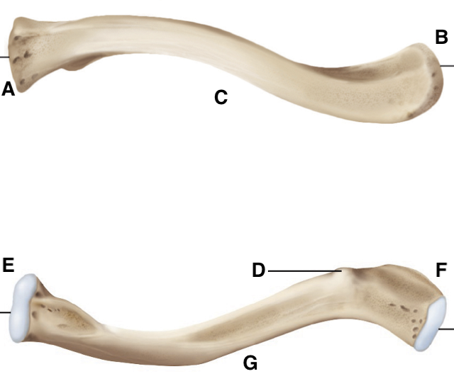 <p>Name point D.</p>