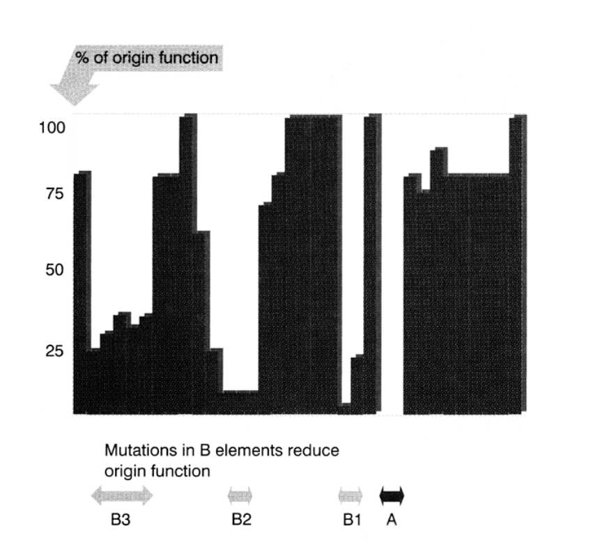 <ul><li><p>Flanking sequencing</p></li><li><p>affect the efficieny of ARS function</p></li></ul><p></p>