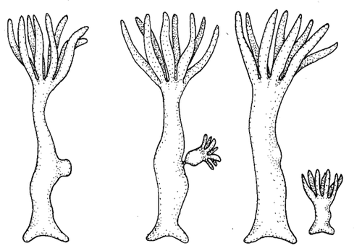 <p>a type of asexual reproduction where a group of cells form a bud and break away from the original organism to form a clone</p>
