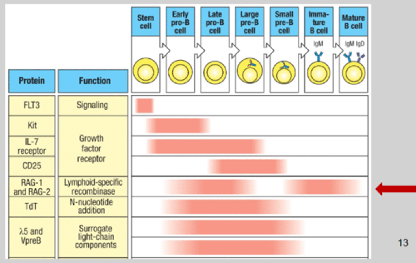 <p>Late pro-B cell and immature B cell. RAG-1 and RAG-2, lymphoid-specific recombinase</p>