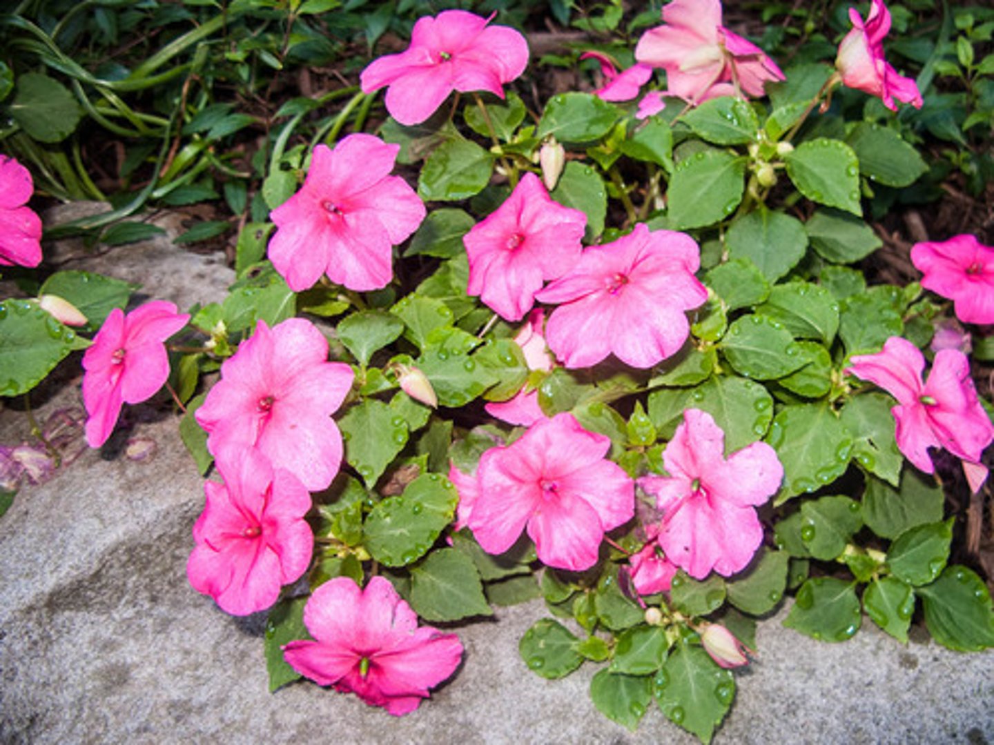 <p>Impatiens walleriana</p>