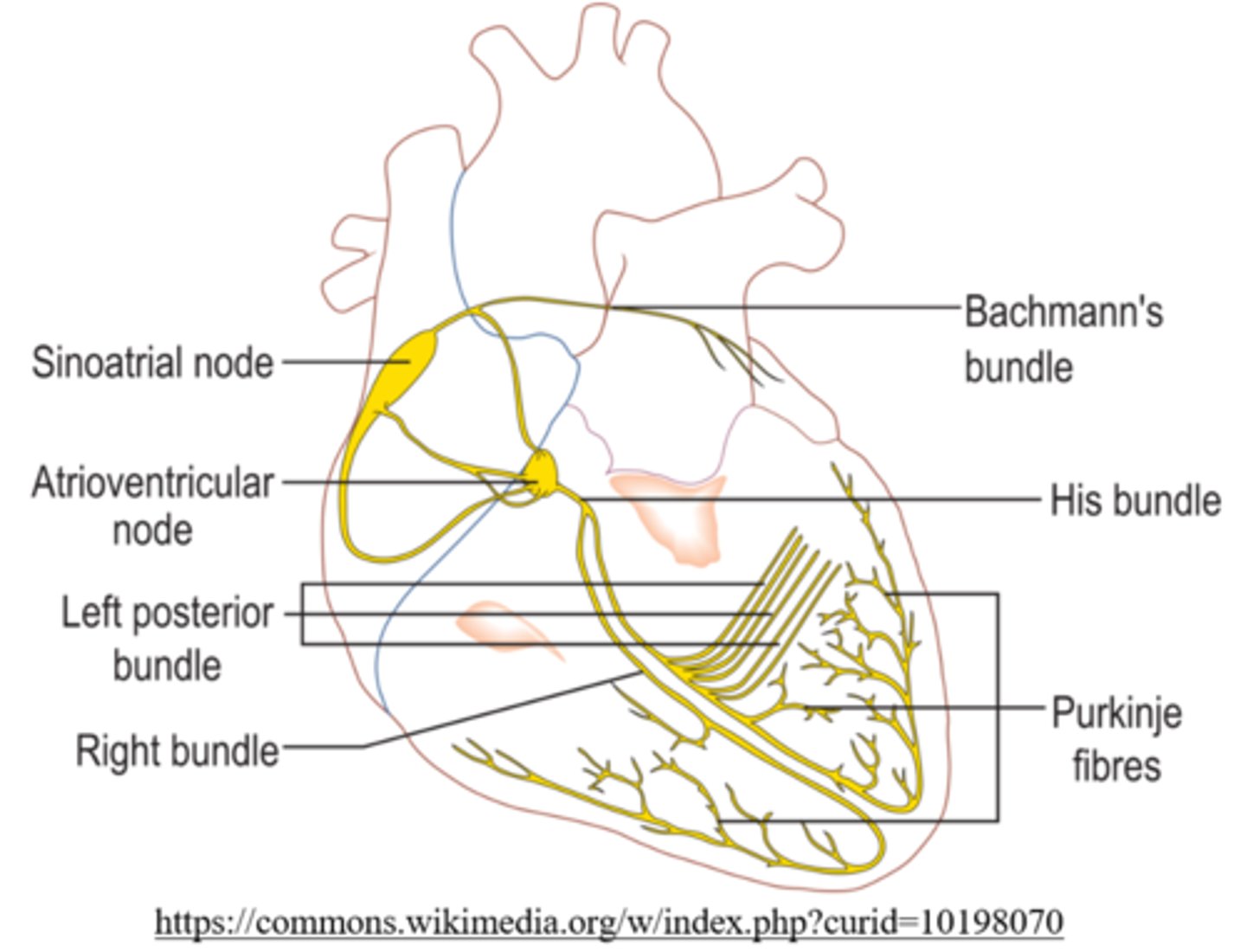 <p>interventricular septum</p>