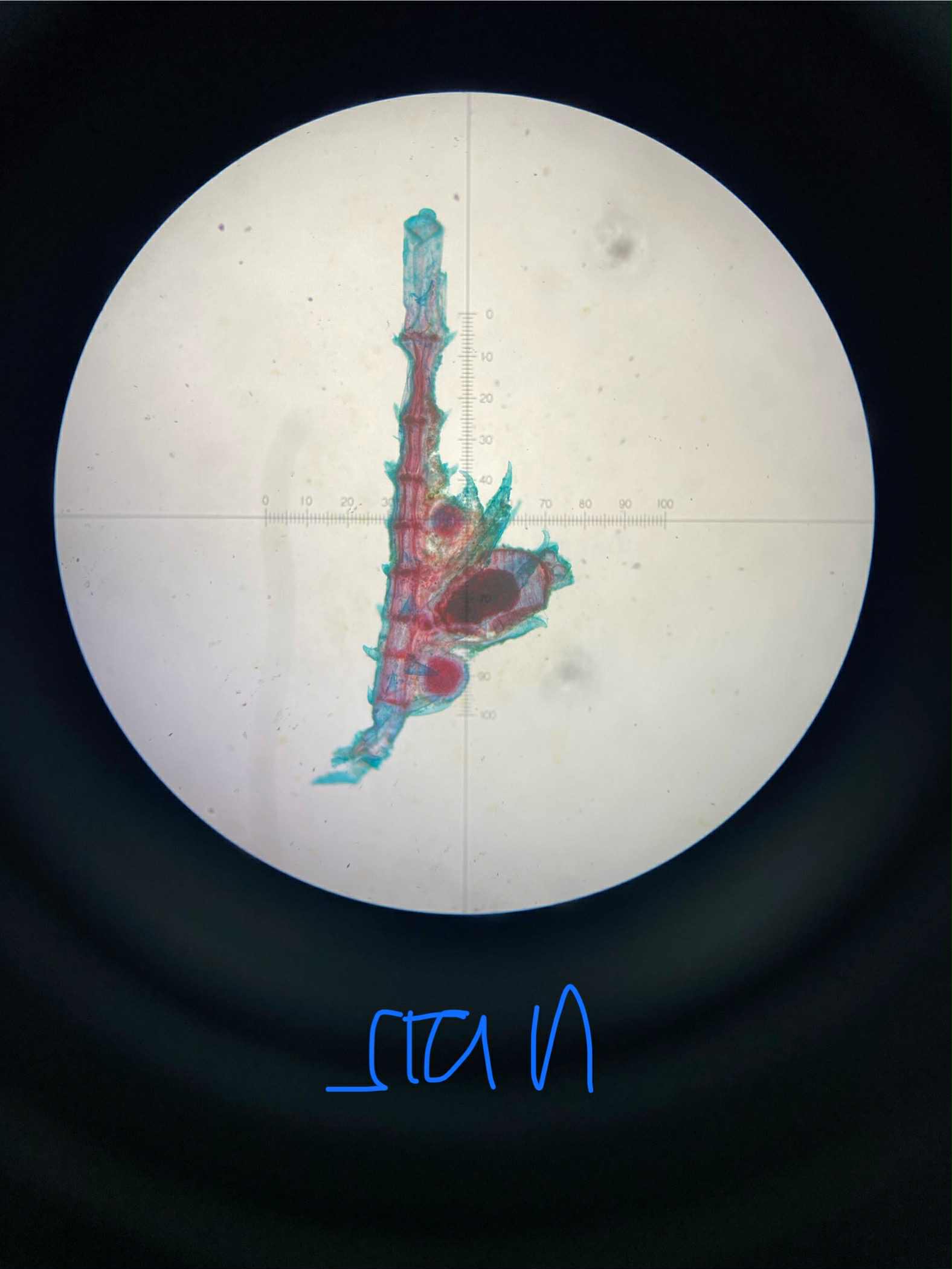 <p>specimen</p><p>phylum</p><p>color</p><p>shape</p><p>cell arrangement</p><p>motility</p><p>characteristic</p>