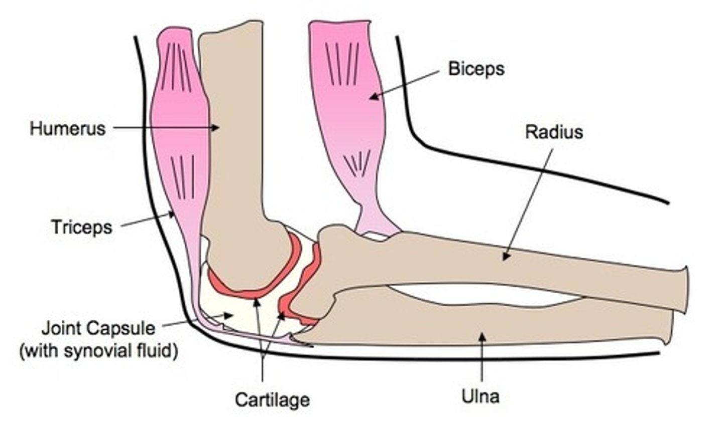 <p>synovial membrane and several bursae</p>