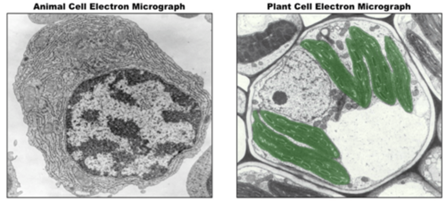 <p>A small, flattened structure that contains a double membrane.</p><p>The inner membrane is stacked into thylakoid.</p><p>Contains chlorophyll which is a green pigment that absorbs light for photosynthesis</p>