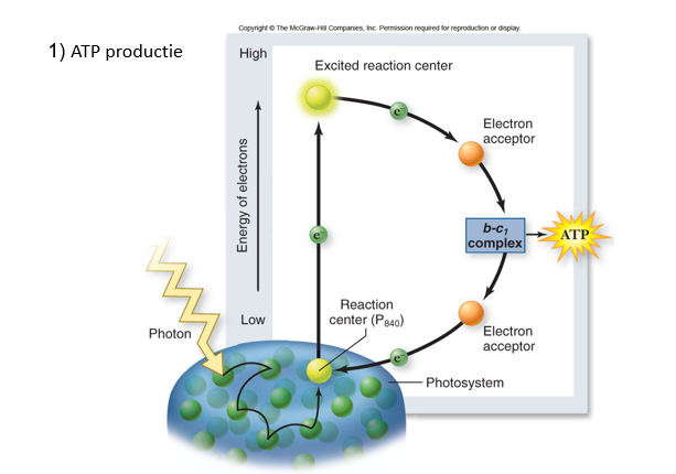 <p>1) ATP productie </p><p>2) NADH productie op andere wijze (omgekeerde elektronetransport </p><p>—&gt; 1 werkbaar cyrculair fotosysteem (die ATP aanmaakt en NADH reduceert</p>