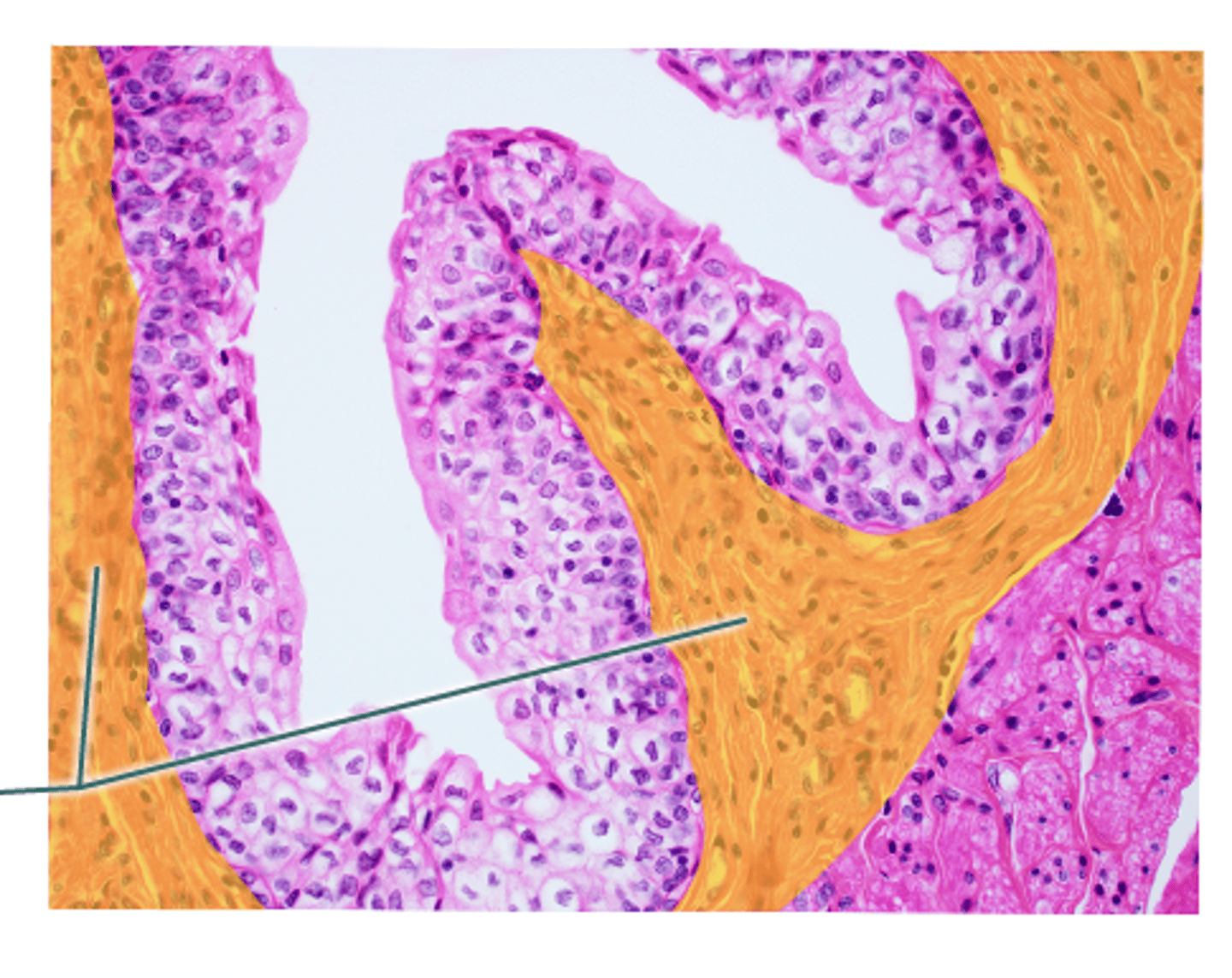 <p>Identify this urinary system structure.</p>