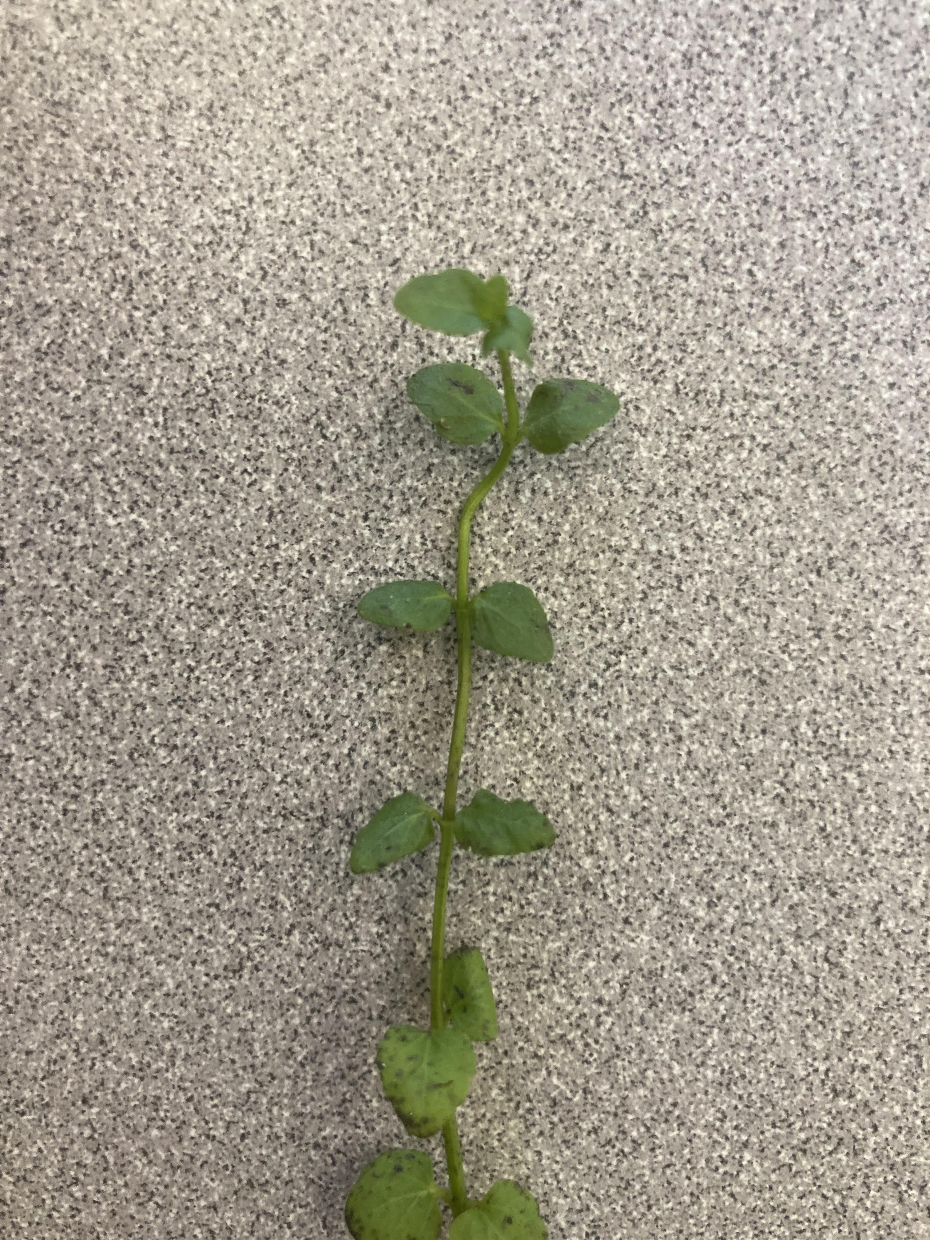 What is this plant? (hint: square stem)