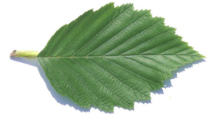 <p>Leaf with small spikes</p>