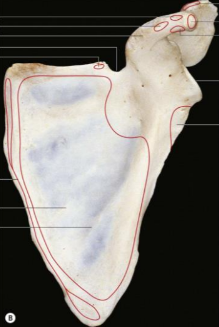 <p>mentė</p>