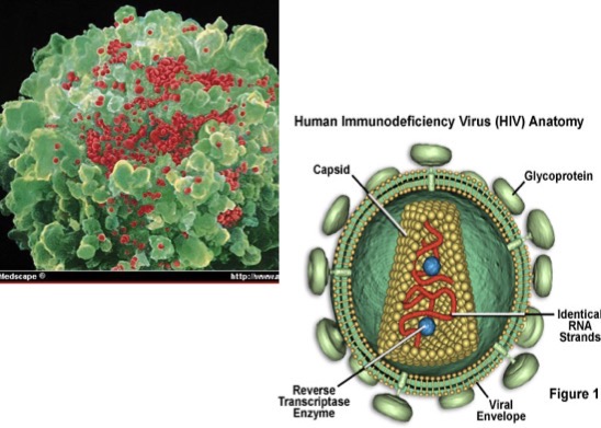 <p>Genus: Lentivirus</p>