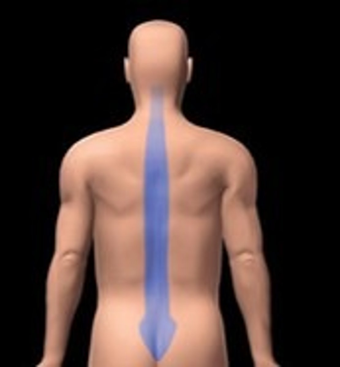 <p>Area of the spinal column</p>
