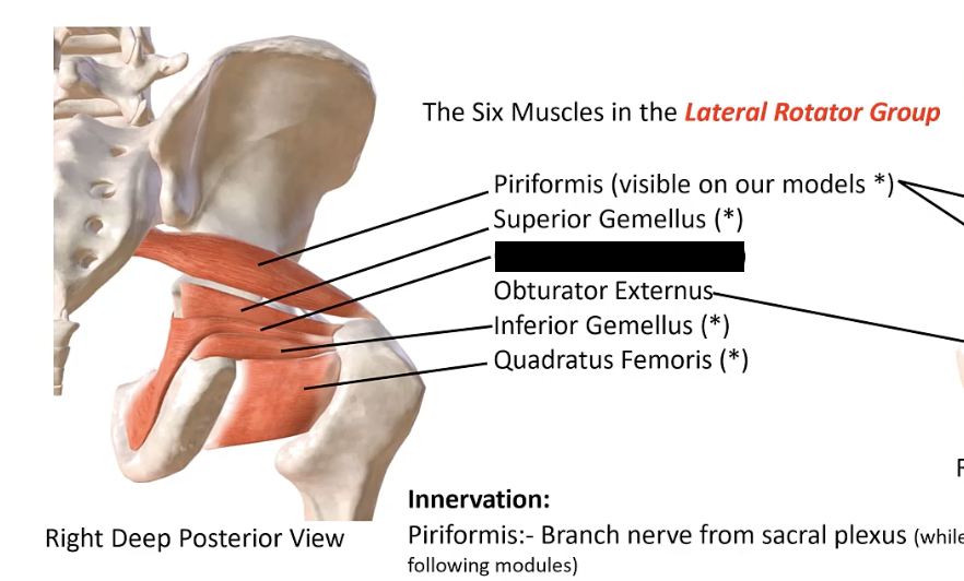 <p>A muscle originating from the obturator membrane and surrounding bones, passing through the lesser sciatic foramen, and inserting into the greater trochanter of the femur.</p>