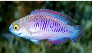 <p>Give me the scientific name of this species.</p>