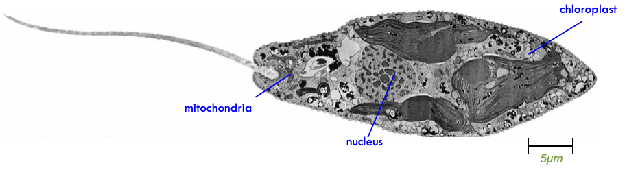 <p>Membrane-bound compartments inside cells with specific functions</p>