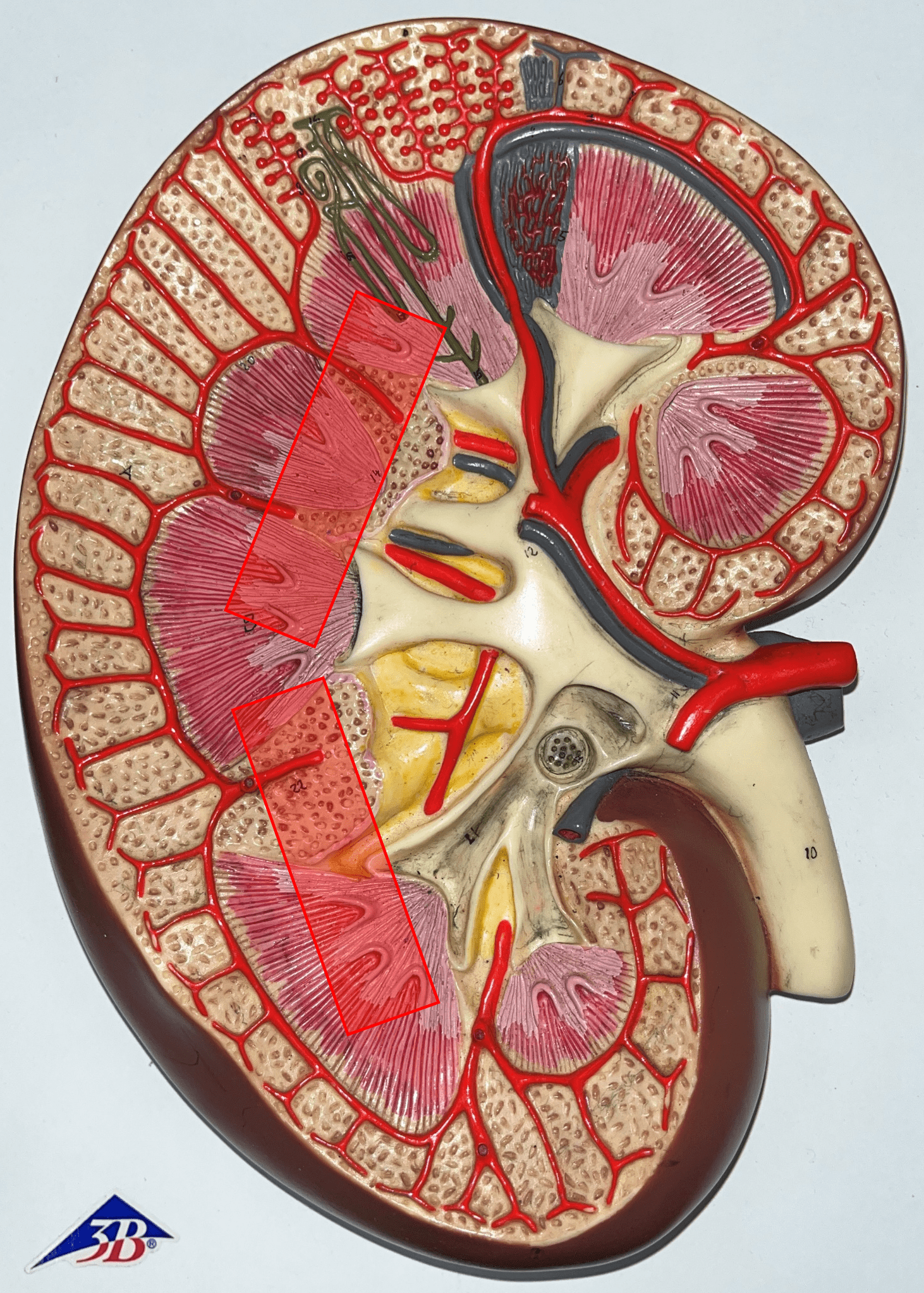 • The middlemost region of the internal kidney.

• Deep to the renal cortex and superficial to the renal pelvis.

• Contains triangular renal pyramids.

• Appears striated due to the presence of tubules and ducts.
