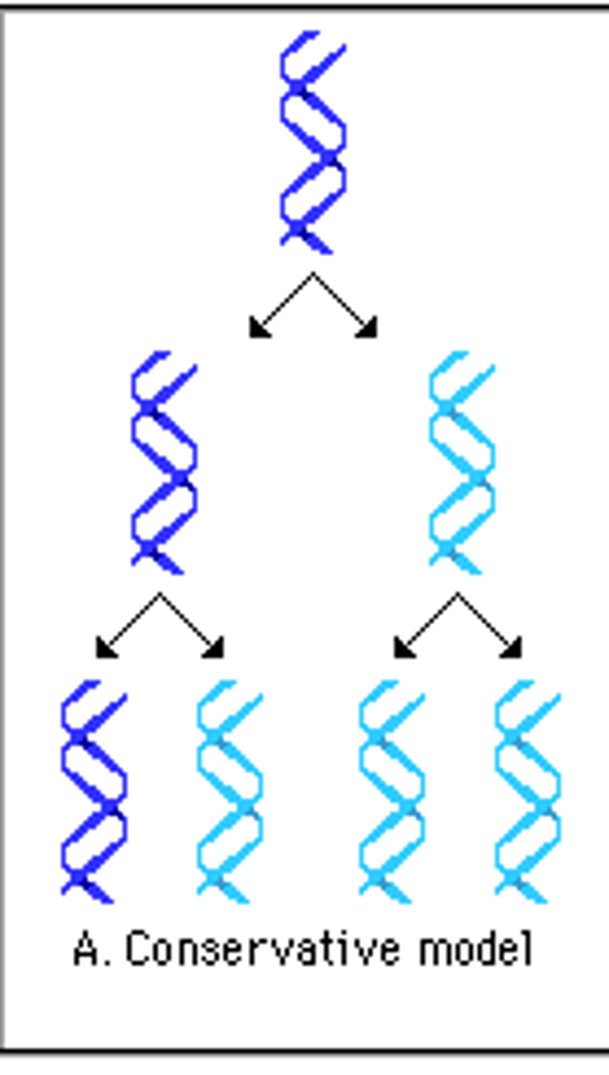 <p>two parental strands reassociate after acting as templates for new strands thus restoring the parental double helix</p>