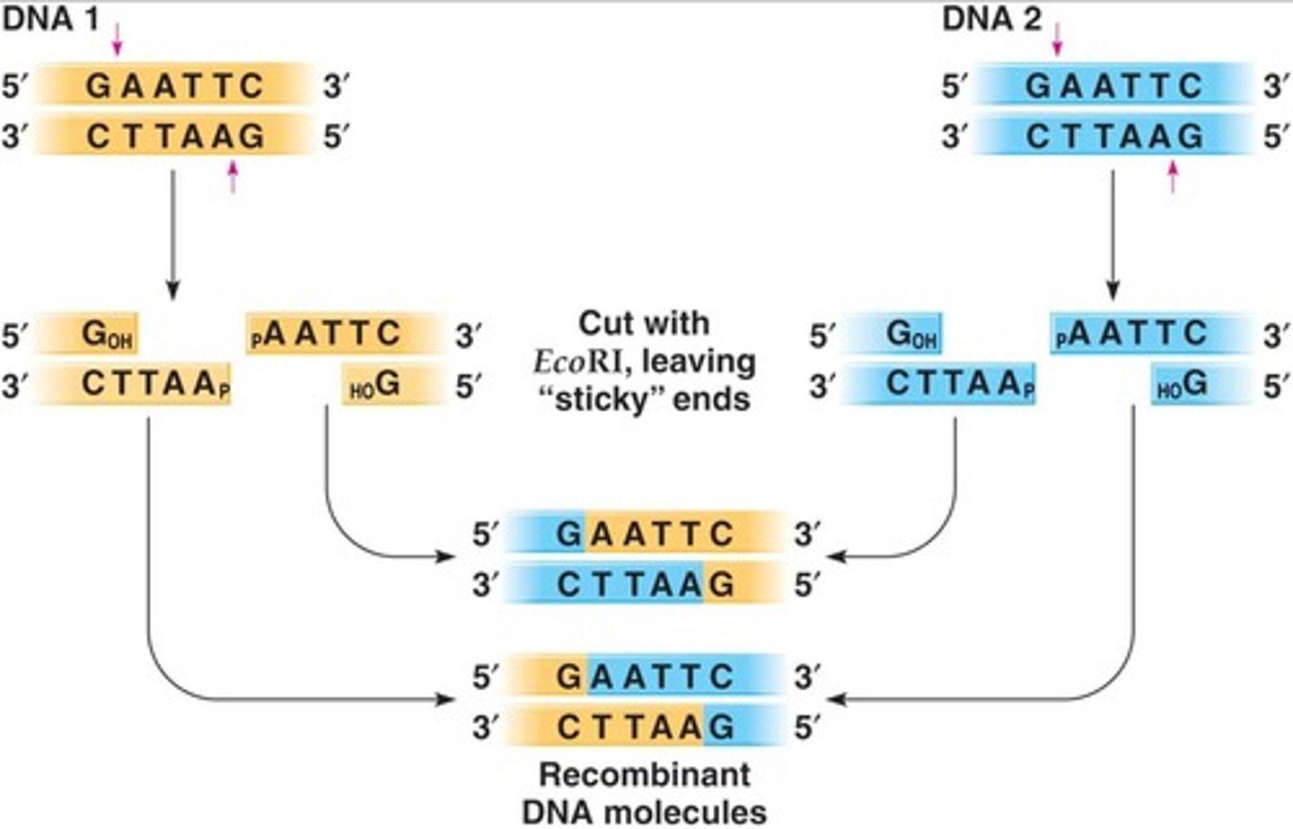 <p>The joining of two DNA fragments, forming phosphodiester bonds.</p>
