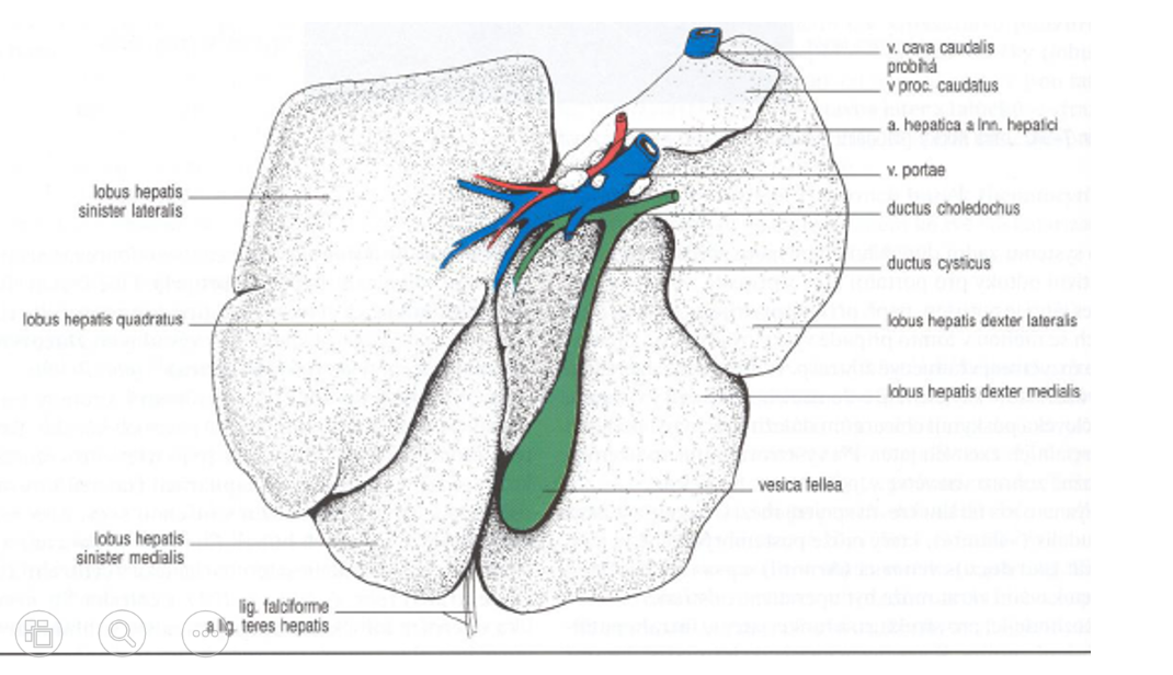 <ol><li><p>lobus hepatis sinister lateralis</p></li><li><p>lobus hepatis sinister medialis</p></li><li><p>lobus quadratus</p></li><li><p>lobus hepatis dexter medialis</p></li><li><p>lobus hepatis dexter lateralis</p></li><li><p>processus caudatus (of lobus caudatus)</p></li><li><p>vesica fellea </p></li></ol><p></p>
