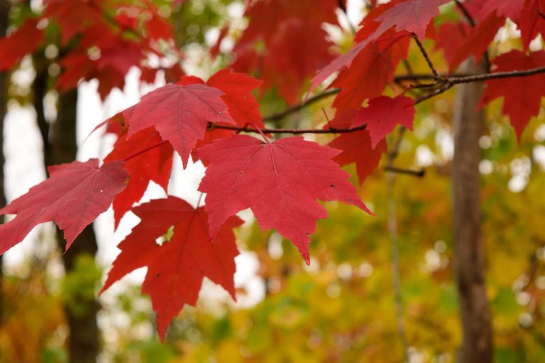 <p>Simple palmately lobed leaves (typically 3 lobes with larger middle lobes), red petioles, reddish new growth, bright red buds, red fall color, bark generally smooth but gains some texture as it matures, fruits are paired samaras, collateral buds</p>